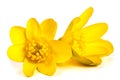 Ficaria verna yellow spring flowers isolated on white background