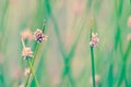 Ficinia nodosa, the knotted club-rush or knobby club-rush