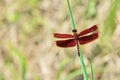 Dragonfly Royalty Free Stock Photo