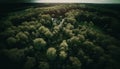 Fictional forest nature plain aerial photo material