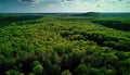 Fictional forest nature plain aerial photo material