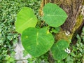 Ficus abutilifolia or Large-leaved rock fig in Flores, NTT, Indonesia