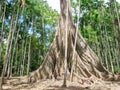 Ficus albipila, giant tree at Uthaithani, Thailand Royalty Free Stock Photo