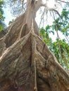 Ficus albipila, giant tree at Uthaithani, Thailand Royalty Free Stock Photo