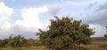 Ficus altissima Blume || Ficus benghalensis| blue sky and cloud