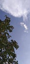 Ficus altissima Blume tree fruits blue sky and cloud