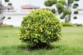 Ficus altissima tree Royalty Free Stock Photo