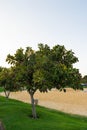 Ficus altissima tree on a green meadow