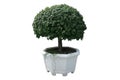 Ficus annulata Blume tree in concrete plant pot Royalty Free Stock Photo