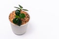 Ficus annulata is a lucky tree on a white background