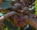 Ficus aspera with small colorful figs. Agricultural, ornamental fruits