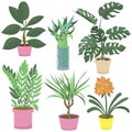 Ficus, bamboo, monstera, dracaena, clivia and zamioculcas, houseplant - vector illustration, flat style, set