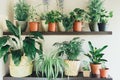 Ficus, bamboo palm tree, lily plant in a basket, in pots on shelf. Stylish wooden shelves with green houseplants.