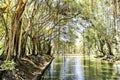 Ficus, Banyan tree near river with sunlight.