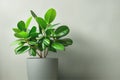 Ficus with beautiful green leaves in a white flower pot against a light wall. Free space for text Royalty Free Stock Photo