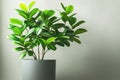 Ficus with beautiful green leaves in a white flower pot against a light wall. Decorative indoor flowers Royalty Free Stock Photo