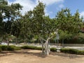 Ficus benghalensis or Indian banyan specifically denominates banyan species