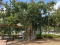 Ficus benghalensis or Indian banyan specifically denominates banyan species