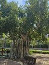 Ficus benghalensis or Indian banyan