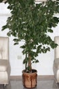 Ficus benjamin, dracaena and a chest in the living room between two sofas. Home design, interior and decoration Royalty Free Stock Photo