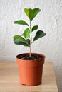 Ficus Benjamin in flowerpot, closeup Royalty Free Stock Photo