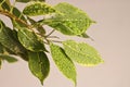 Ficus benjamin plant leaves in drops of water after spraying, in a pot on a light background close-up. Soft selective focus. Royalty Free Stock Photo