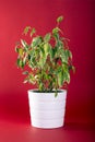 Ficus Benjamin Plant on Red Background Royalty Free Stock Photo