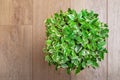 Ficus Benjamin Royalty Free Stock Photo