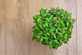 Ficus Benjamin Royalty Free Stock Photo