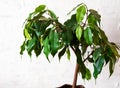 Ficus benjamin on a white background. House plants Royalty Free Stock Photo