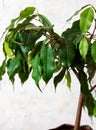 Ficus benjamin on a white background. House plants Royalty Free Stock Photo
