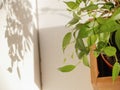 Ficus Benjamin in wooden vase casts shadow on the white wall