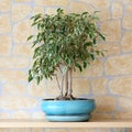 Ficus benjamina Royalty Free Stock Photo