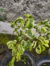 Ficus Benjamina Baroque & x28;Beringim Tanduk Variegated& x29;