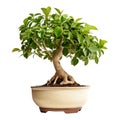 Ficus benjamina bonsai Royalty Free Stock Photo