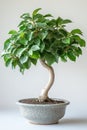 Ficus benjamina bonsai tree beautifully displayed on a clean white background in a studio setting Royalty Free Stock Photo