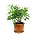 Ficus benjamina in a brown pot isolated on a white background. House plant.Pot with ficus Royalty Free Stock Photo