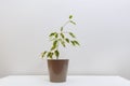 Ficus Benjamina in brown pot Royalty Free Stock Photo