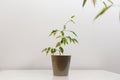 Ficus Benjamina in brown pot Royalty Free Stock Photo