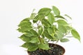 Ficus benjamina in a brown pot on a white background. Houseplant Royalty Free Stock Photo