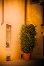 Ficus benjamina in ceramic pot against vintage wall with windows. Royalty Free Stock Photo