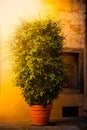 Ficus benjamina in ceramic pot against vintage wall with windows. Royalty Free Stock Photo