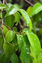 Pondok Cabe Ilir, Tangerang, Indonesia Ã¢â¬â August 12, 2022: Ficus benjamina or weeping fig, benjamin fig or ficus tree Royalty Free Stock Photo