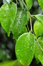 Pondok Cabe Ilir, Tangerang, Indonesia Ã¢â¬â August 12, 2022: Ficus benjamina or weeping fig, benjamin fig or ficus tree Royalty Free Stock Photo