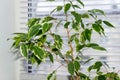 Ficus Benjamina. House plant. Royalty Free Stock Photo