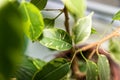 Ficus Benjamina. House plant. Royalty Free Stock Photo