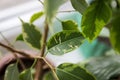 Ficus Benjamina. House plant. Royalty Free Stock Photo