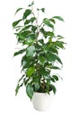 Ficus benjamina isolated