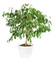 Ficus benjamina isolated on white background. Royalty Free Stock Photo