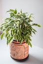 Ficus benjamina kinky in a pot over white background.